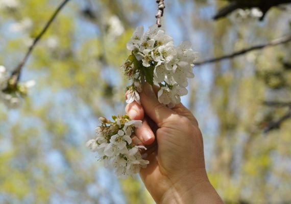 „Wald als Heilort für Senior*innen“